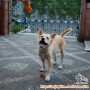 Mari Adopsi Molly! (Lokasi: Jakarta Utara)
