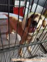 Dihibahkan golden retriever jantan (khusus dog lovers)