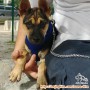 Anjing Hilang