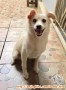 Hibah puppy 7 bulan