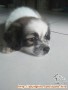 Hibah anak anjing mix 2bulan