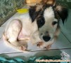 ANJING DITEMUKAN DI BEKASI UTARA!!