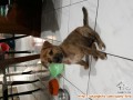 Hibah anak anjing