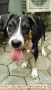 Adopsi anjing