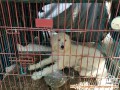 HIBAH ANJING MALTESE 1,5 THN DAERAH JAKBAR