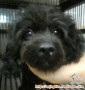 HIBAH ANJING POODLE HITAM