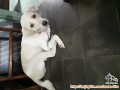 Need Adopter Jogja Area! Urgent