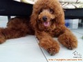 Red MINI Poodle Butuh Adopter