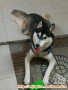 HUSKY BETINA 14 BLN MENCARI RUMAH BARU