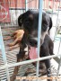 Adopsi anjing mix breeder(dogo/rott weiler)