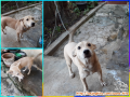 Dihibahkan anjing betina