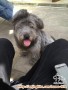 Shih Tzu mix husky jantan jakarta