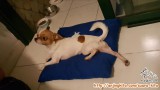 Pawpaw the Chihuahua is missing