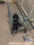 Hibah labrador retriever umur 4 bulan betina