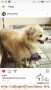 Hibah anjing chihuahua pom mixed