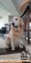 A sweet male golden retriever is looking for a new home and family