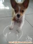 Anjing untuk diadopsi