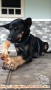 Anjing Hilang Tangerang