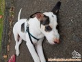 Need Adopter