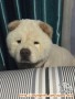 Sweet chow chow looking for new home