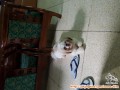 Hilang  Shih Tzu