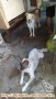 open adop sepasa anjing mixbreed