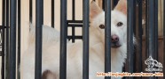 Mencari adopter