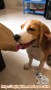Dihibahkan beagle puppy
