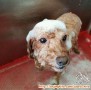 DIBUTUHKAN GROOMER / KENNEL BOY