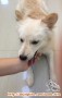 Dicari Adopter untuk Anjing Mix Pom Jantan 2 Tahun