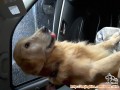 Open Adopt Golden Retriver..