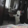 Dihibahkan mix maltese & poodle 3 thn white sehat