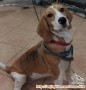 hibah anjing beagle
