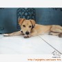 Open Adopsi