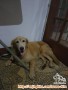 Hibah Golden Retriever aktif dan lincah