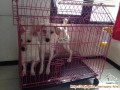 Hibah anjing mixbreed ukuran kecil