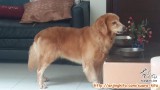 Well behaved golden retriever jantan untuk hibah