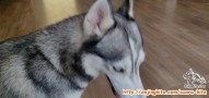 Hibah husky male 2 year