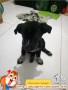 Dicari Adopter