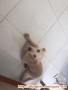 Dicari adopter labrador mix golden