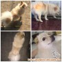 ANJING HILANG