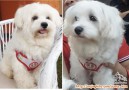 Telah hilang anjing maltese jantan