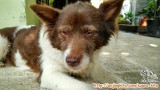 Anjing Hilang - Wolie