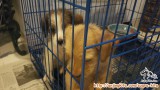 Adopt 2 puppy