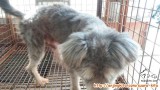 Siapa yg mo mengadopsi kedua anjing saya