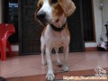 Hibah Anjing Beagle lemon betina usia 1,5 th