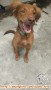Dihibahkan Anak Anjing Caramel 8 Bulan