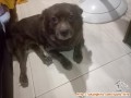 Anjing butuh diadopsi
