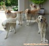 Anjing golden diadopsikan