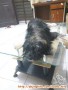 Dicari Adopter yang SAYANG ANJING Shih Tzu Mix